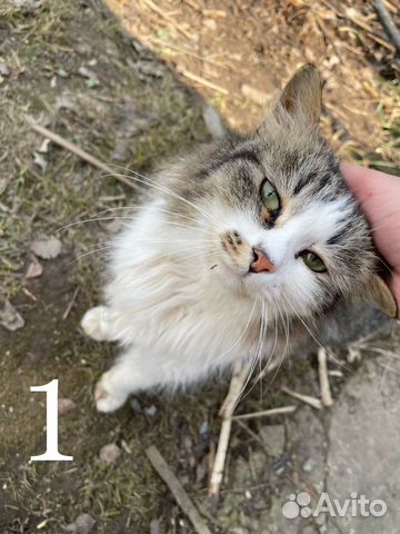 Кошки бесплатно