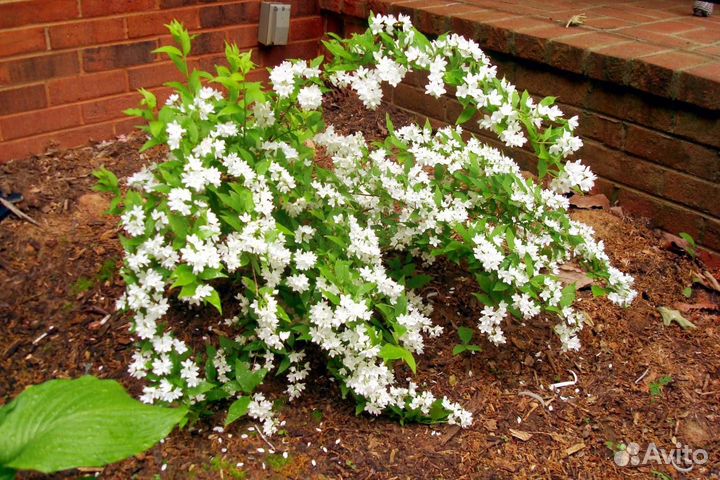 Дейция Великолепная