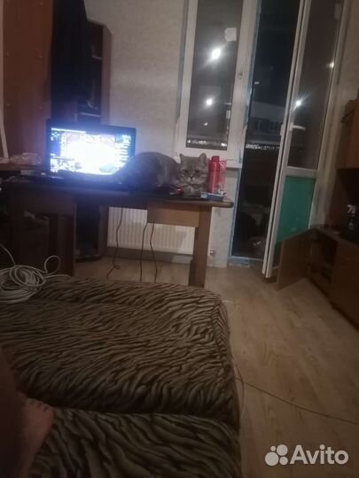 Британская кошка в дар