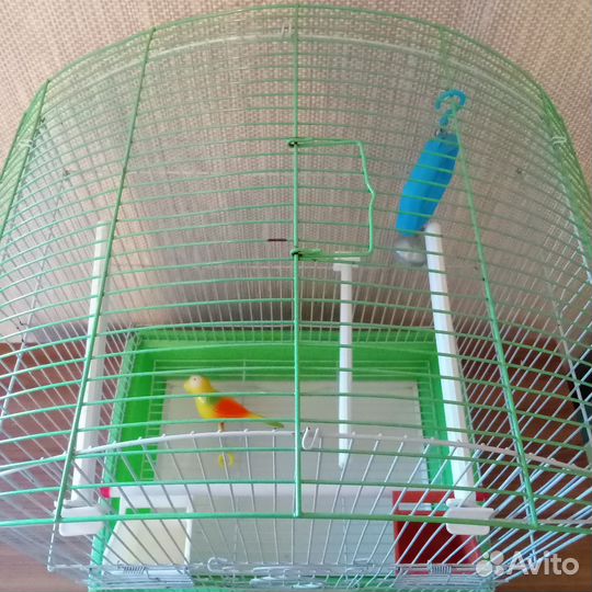 Клетка большая