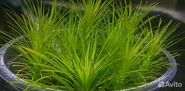 Погостемон Эректус, меристема