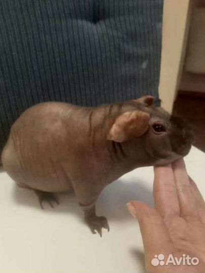 Морская свинка Джугашвили, порода скинни