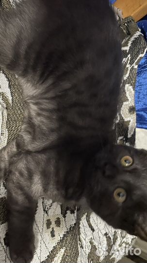 Британские котята