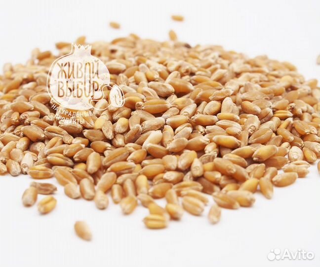 Пшеница для проращивания, кг