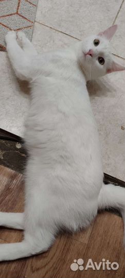 Кошка в дар