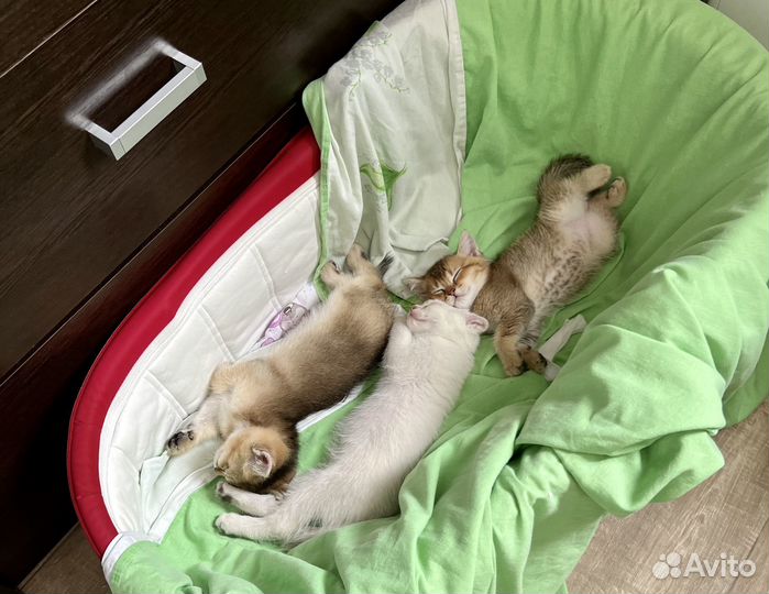 Шотландские котята плюшечки