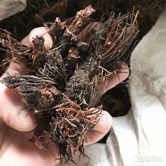 Красная щётка (родиола четырехчленная) 100г