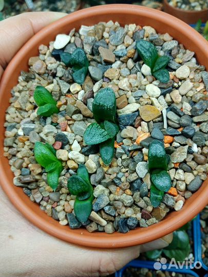 Суккуленты, хавортия