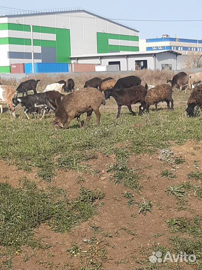 Овцы бараны