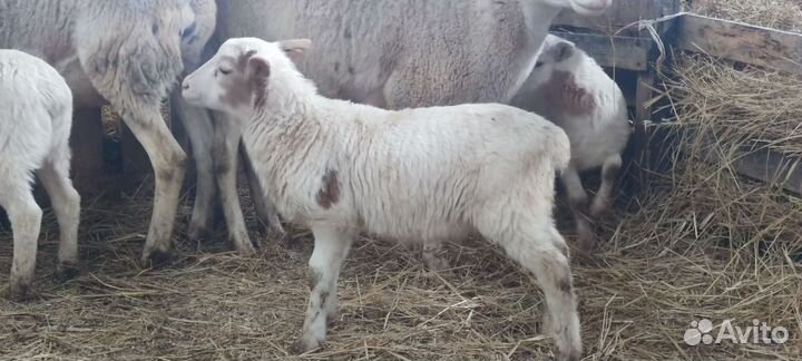 Баран на племя
