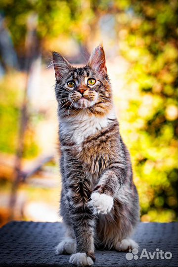 Котята мейнкуна