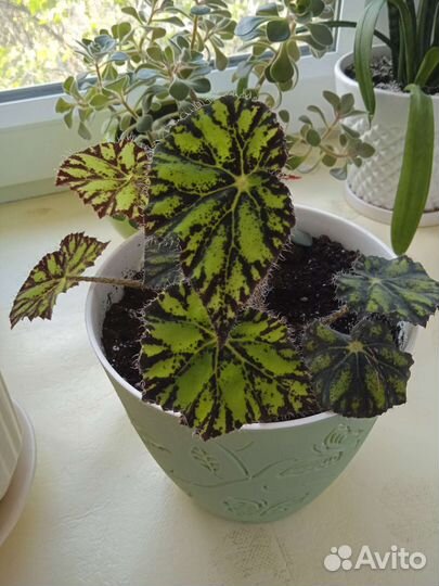 Комнатные растения