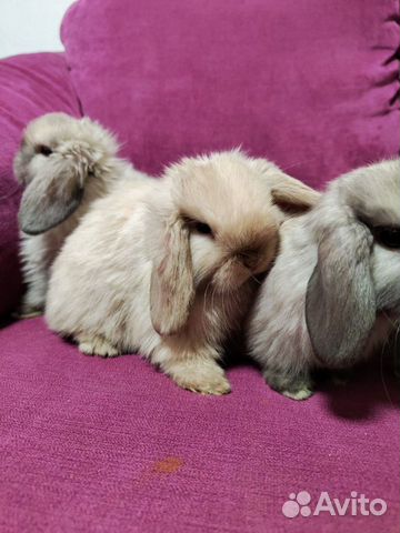 Декоративные карликовые кролики порода минилоп объявление продам