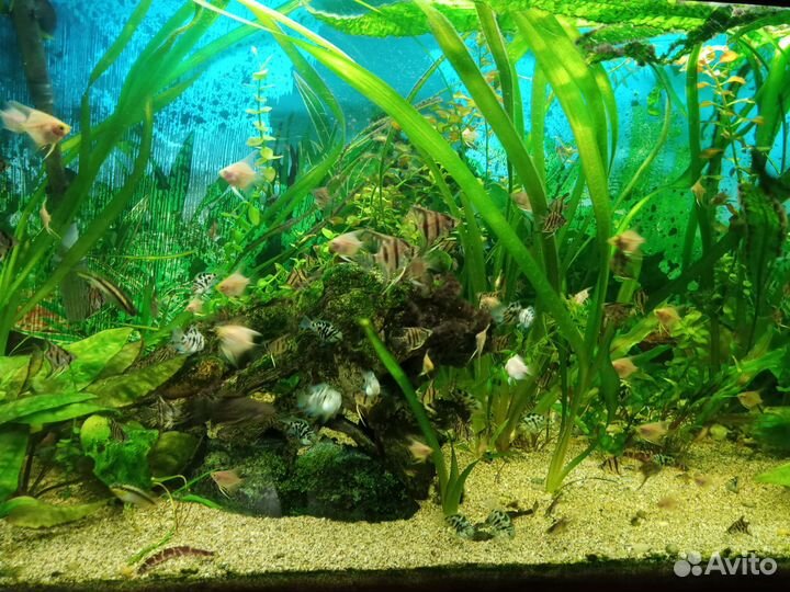 Аквариумные рыбки