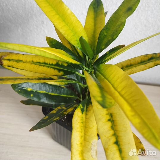 Кротон Санни стар