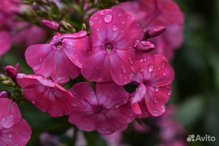 Многолетние цветы, кустарники