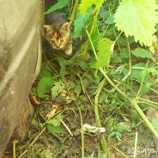 Кошка в дар бесплатно