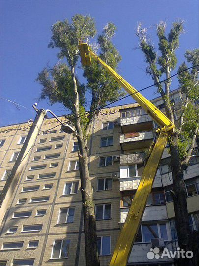 Спил деревьев