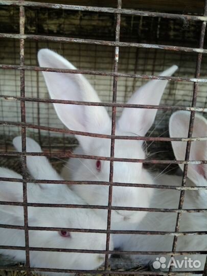 Кролики мясных пород