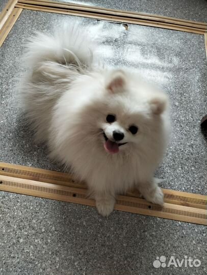 Померанский шпиц