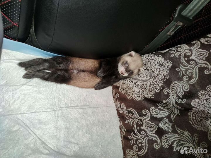 Хорек с клеткой