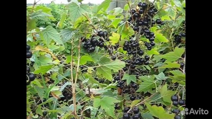 Плодовые деревья и кустарники