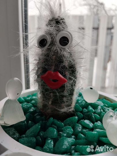 Ореоцереус