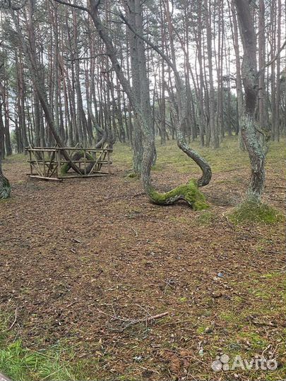 Экскурсия на Куршскую косу индивидуальная