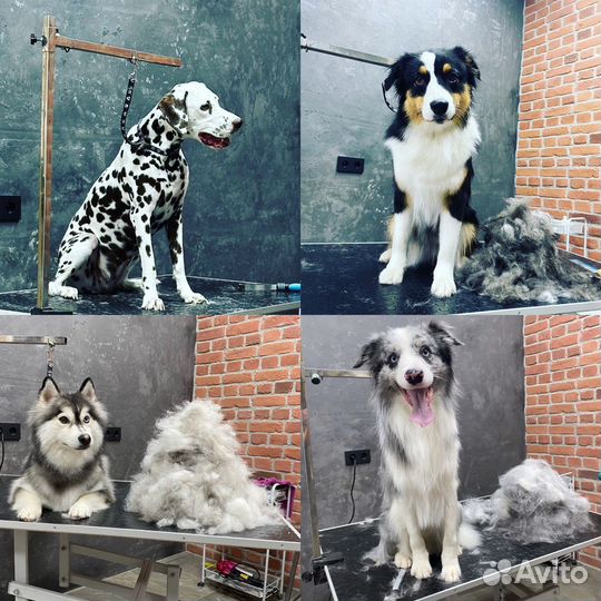 Грумер стрижка собак, обучение