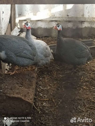 Цесарки,фазан, петухи