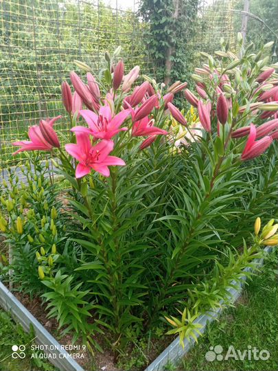 Лилии луковицы