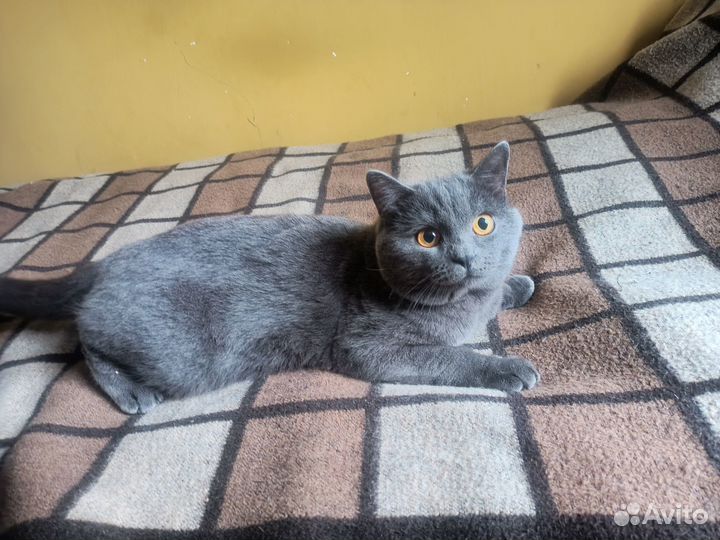 Вязка Британский кот