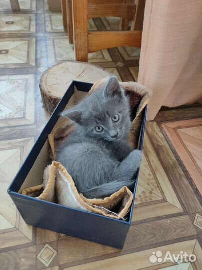 Котенок -мальчик в дар