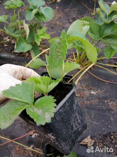 Рассада клубники поздняя Мальвина