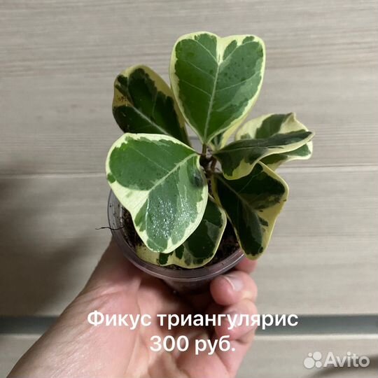 Фикусы