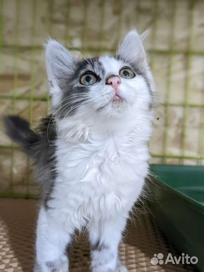 Кошка в дар