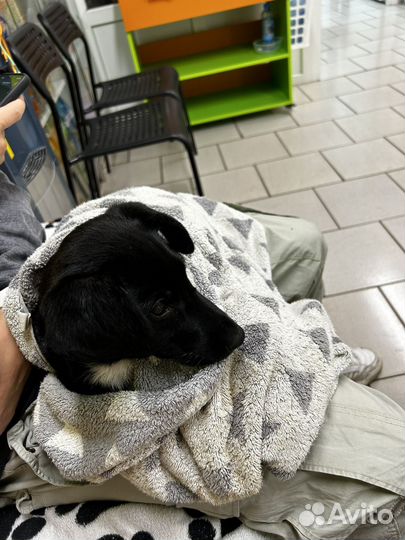 Щенок ищет семью