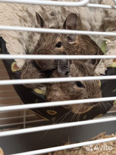 Чилийская белка дегу