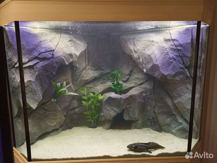 Аквариум с аксолотлями