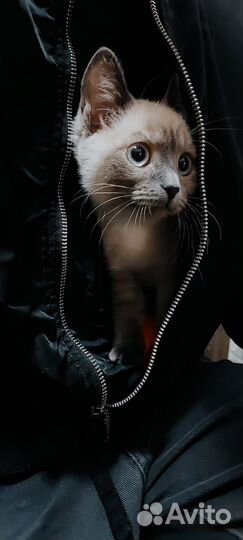 Котенок девочка