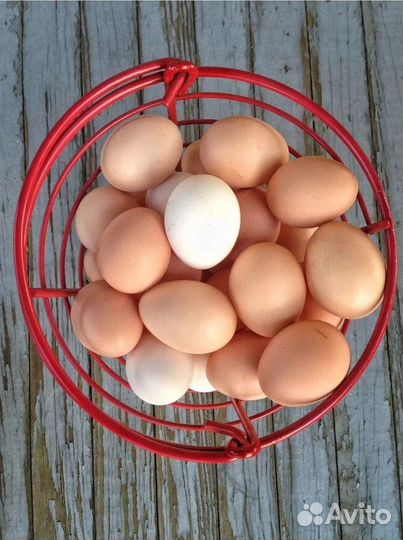 Куры несушки