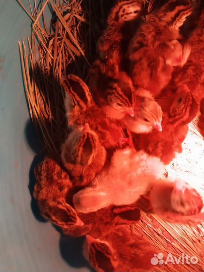 Цыплята цесарки