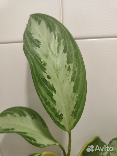 Аглаонема сильвер бей