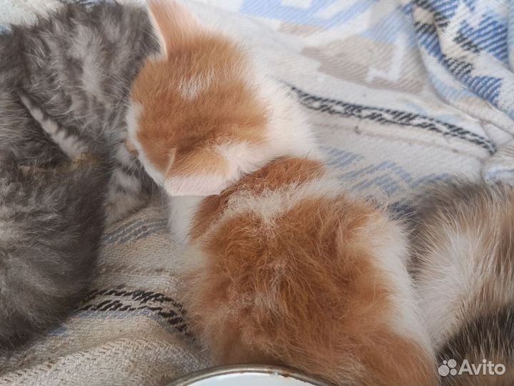 Отдам В самые добрые и надежные ручки