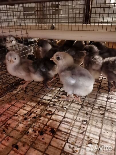 Петушки доминант