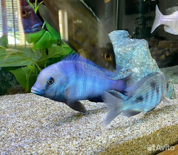 Рыбы дельфины