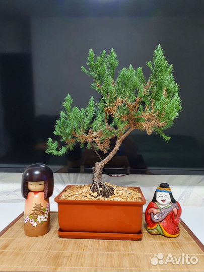 Бонсай из можжевельника