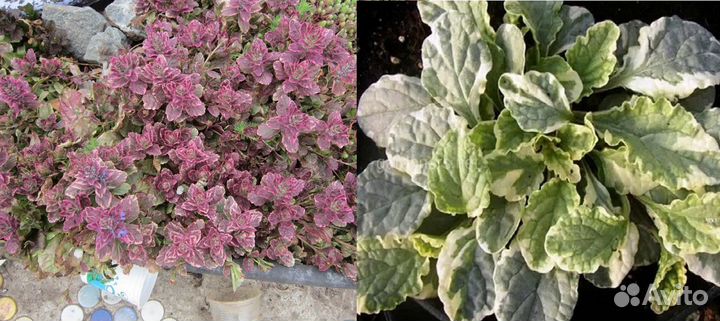 Почвопокровные растения