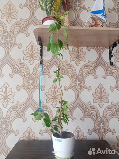 Гибискус китайская роза