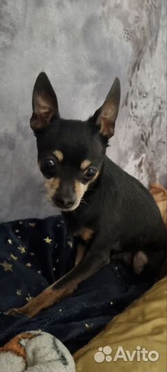 Мини той-терьер